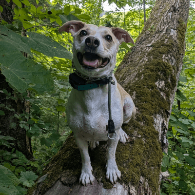 DOG WALKING